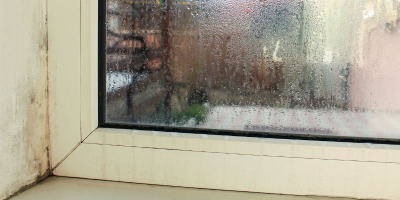 black mold on windows