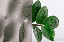 THORN BRONZE THORN BRONZE