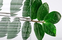 FLUTS-WHITE FLUTS-WHITE